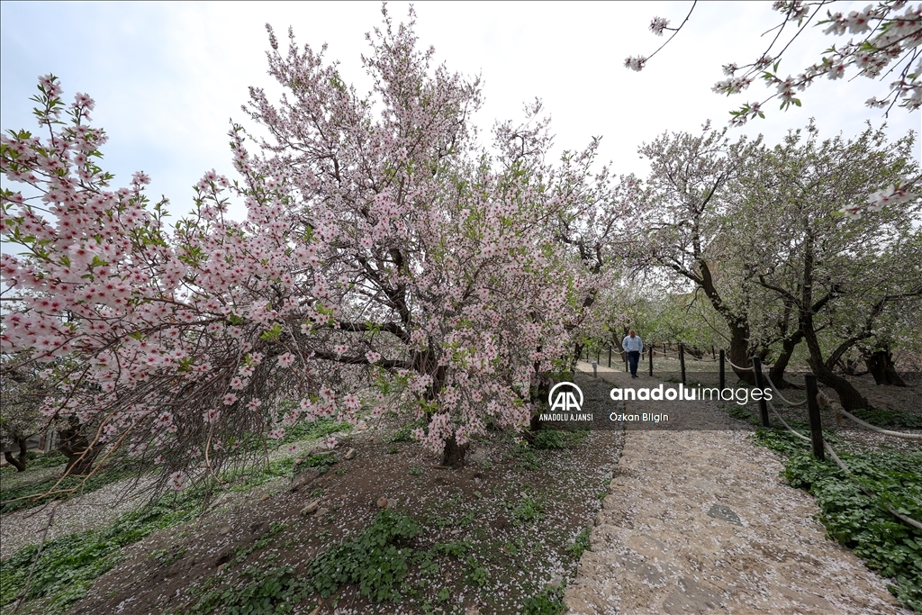 Van Gölü'nün dört adası etkinliklerle tanıtılıyor