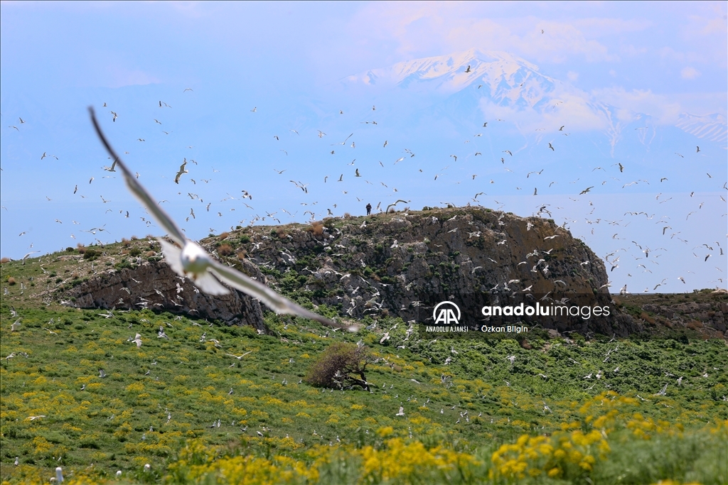 Van Gölü'nün dört adası etkinliklerle tanıtılıyor