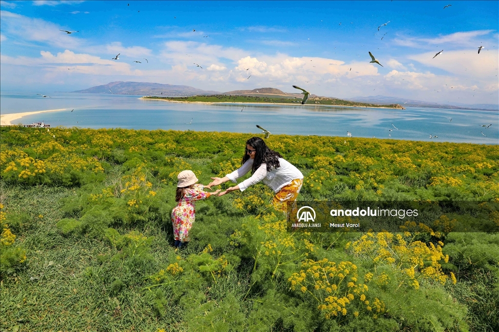 Van Gölü'nün dört adası etkinliklerle tanıtılıyor