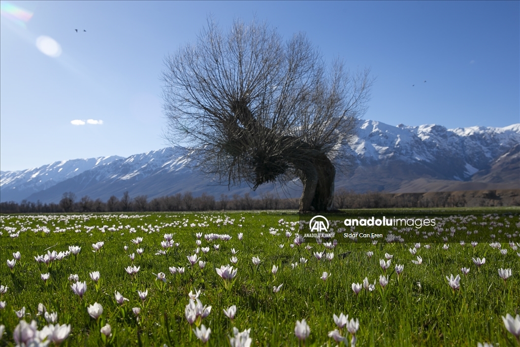 Tunceli'de "baharın müjdecisi" çiğdem ve nergisler çiçek açtı