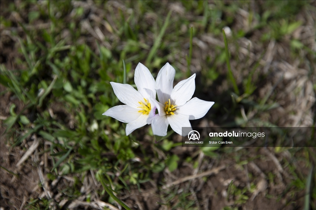 Tunceli'de "baharın müjdecisi" çiğdem ve nergisler çiçek açtı
