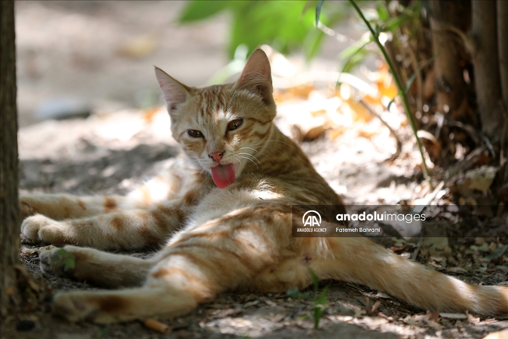 روز جهانی گربه در ایران