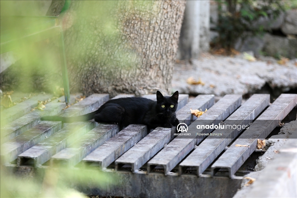روز جهانی گربه در ایران