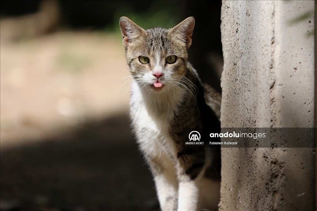 روز جهانی گربه در ایران