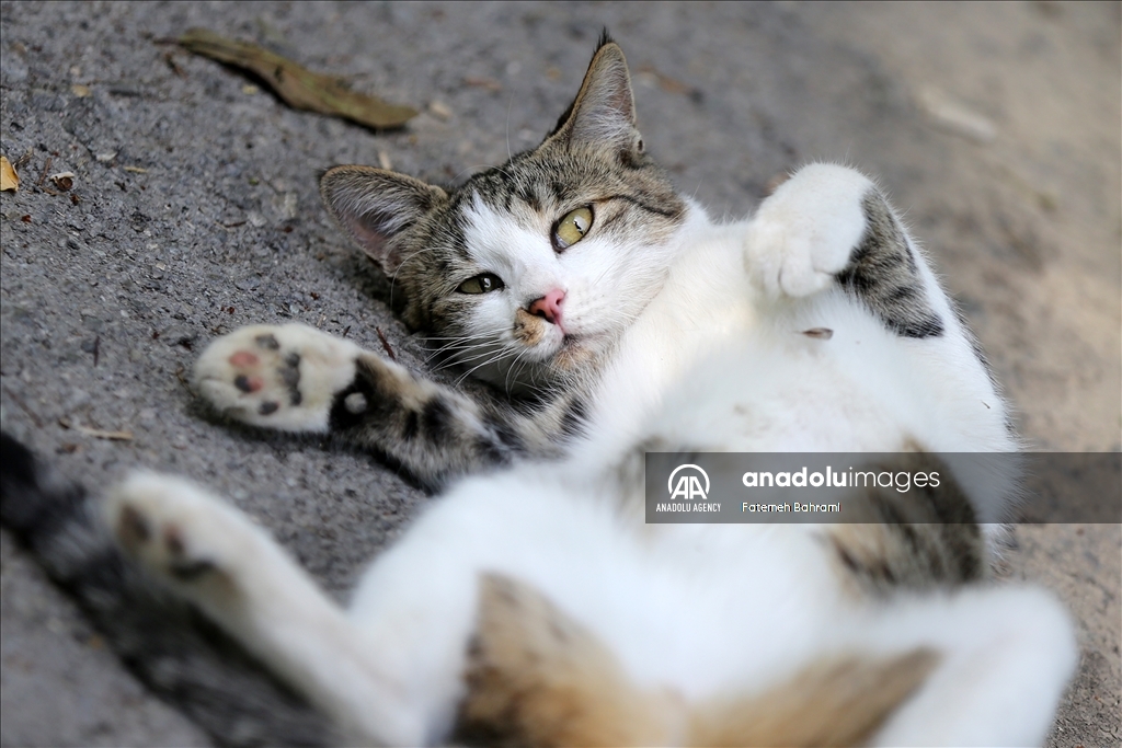 روز جهانی گربه در ایران