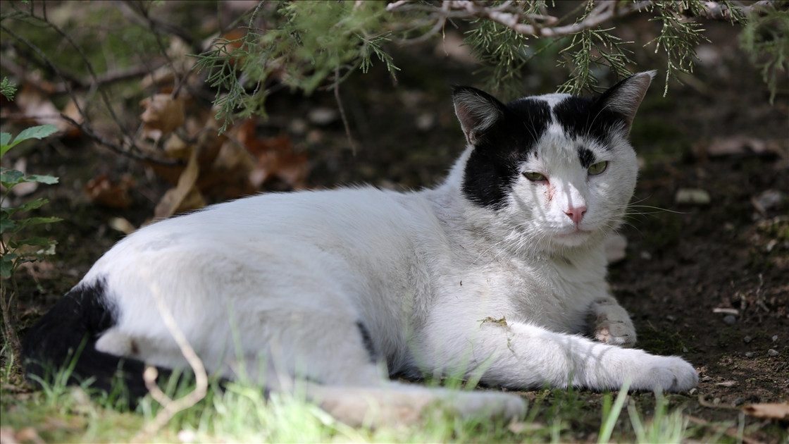 روز جهانی گربه در ایران
