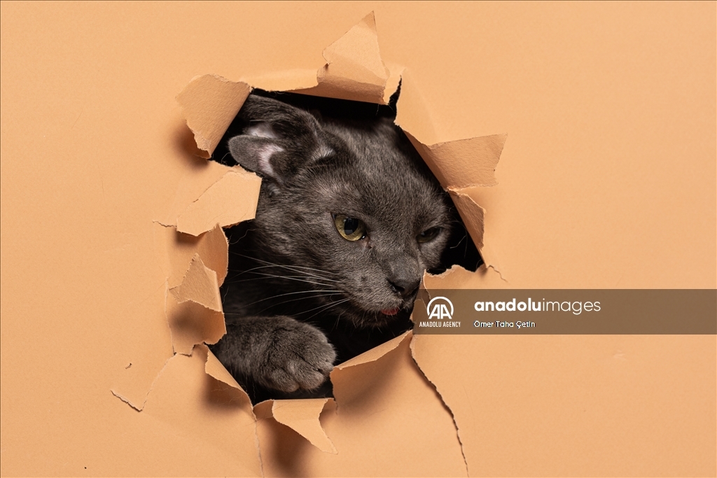 International Cat Day in Ankara