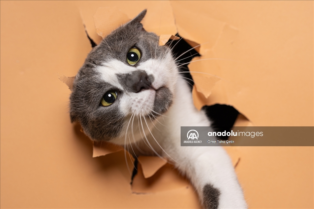 International Cat Day in Ankara