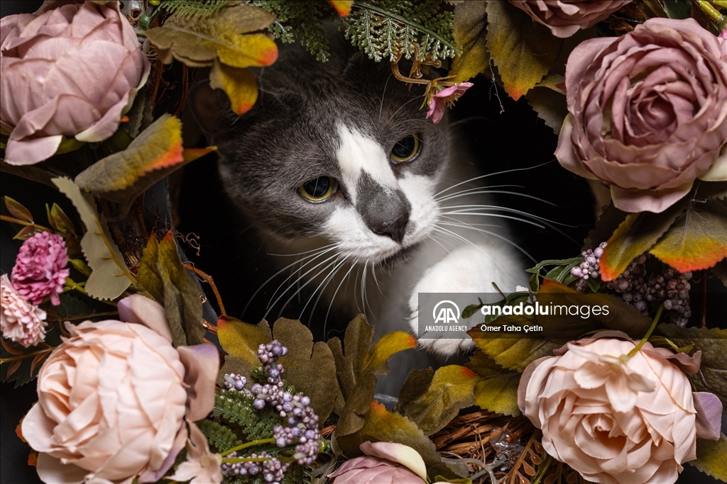 International Cat Day in Ankara