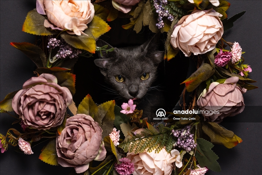 International Cat Day in Ankara