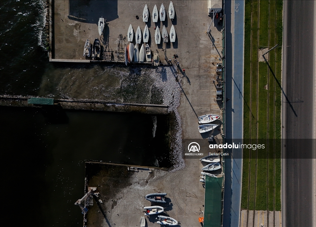 İzmir Körfezi'nde balık ölümleri devam ediyor