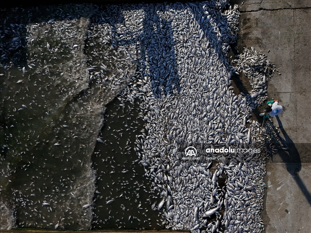İzmir Körfezi'nde balık ölümleri devam ediyor