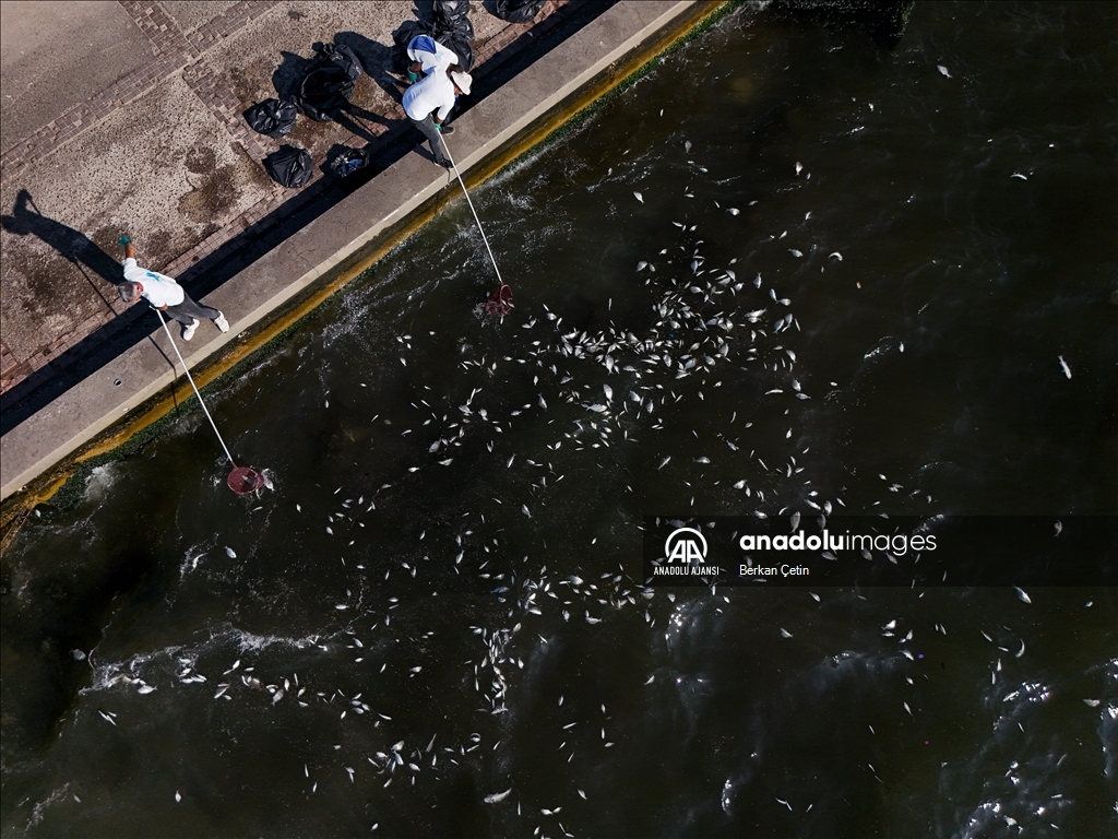 İzmir Körfezi'nde balık ölümleri devam ediyor