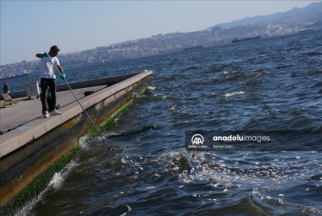 İzmir Körfezi'nde balık ölümleri devam ediyor