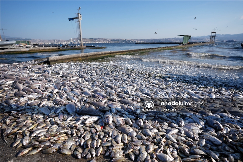 İzmir Körfezi'nde balık ölümleri devam ediyor