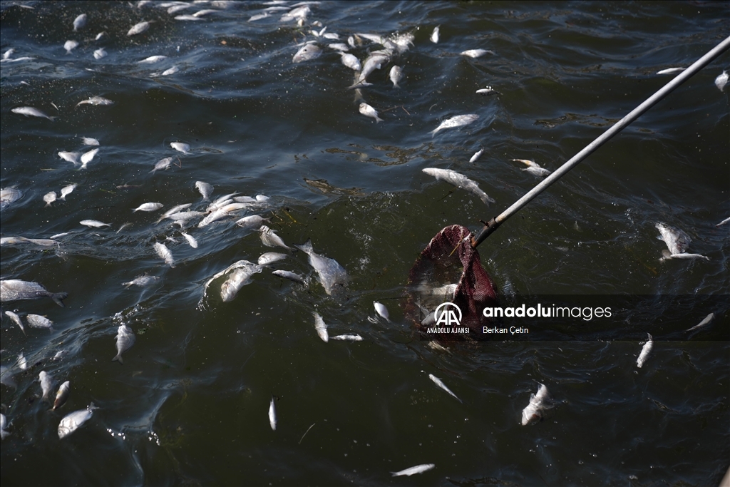 İzmir Körfezi'nde balık ölümleri devam ediyor