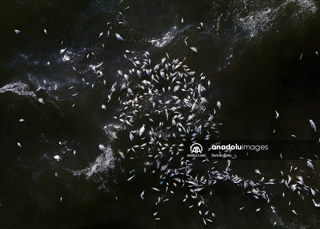 İzmir Körfezi'nde balık ölümleri devam ediyor