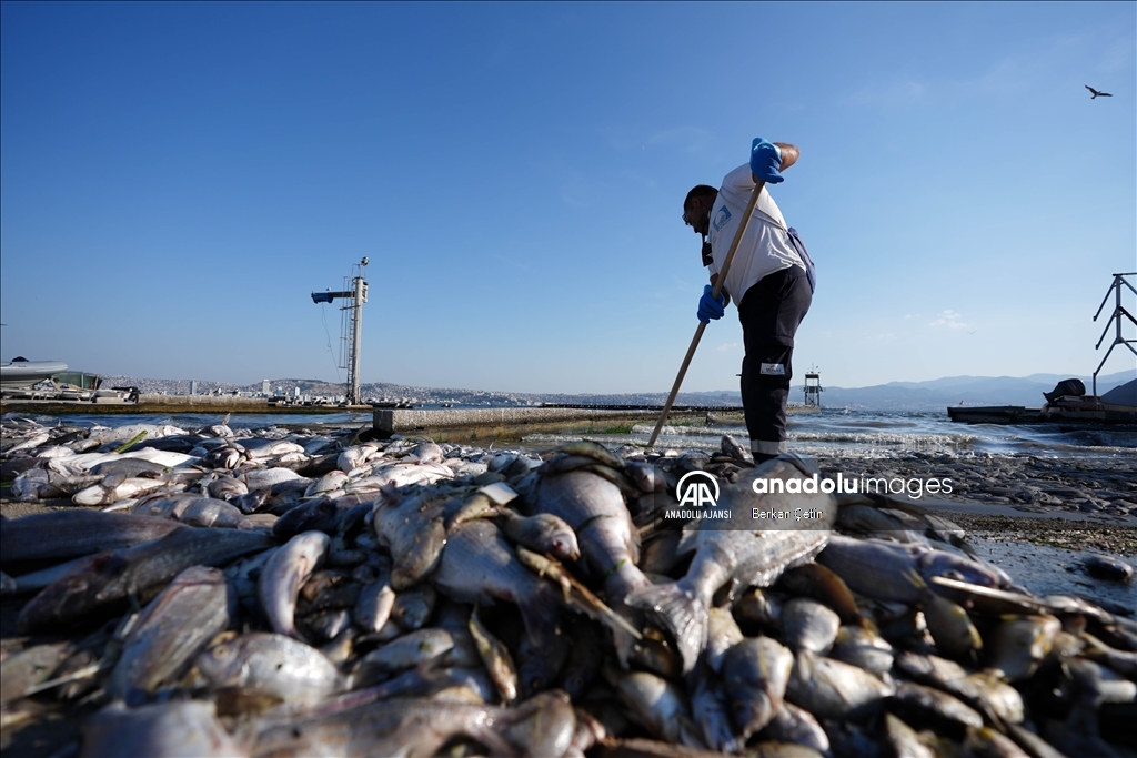 İzmir Körfezi'nde balık ölümleri devam ediyor
