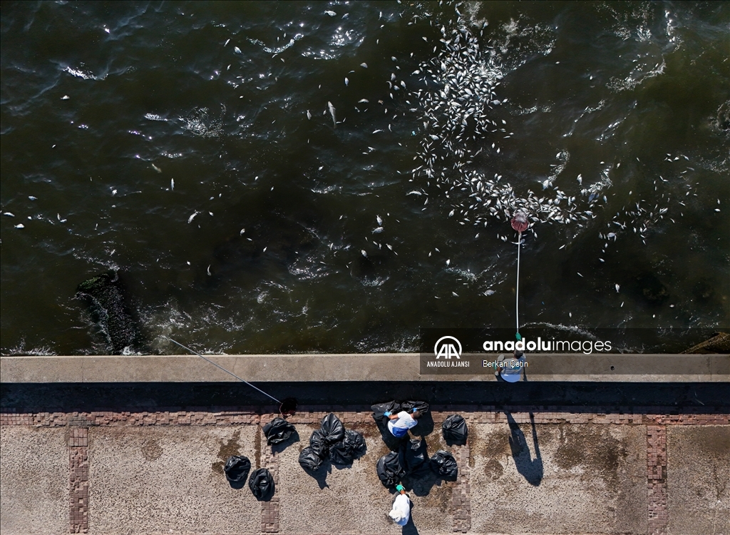 İzmir Körfezi'nde balık ölümleri devam ediyor