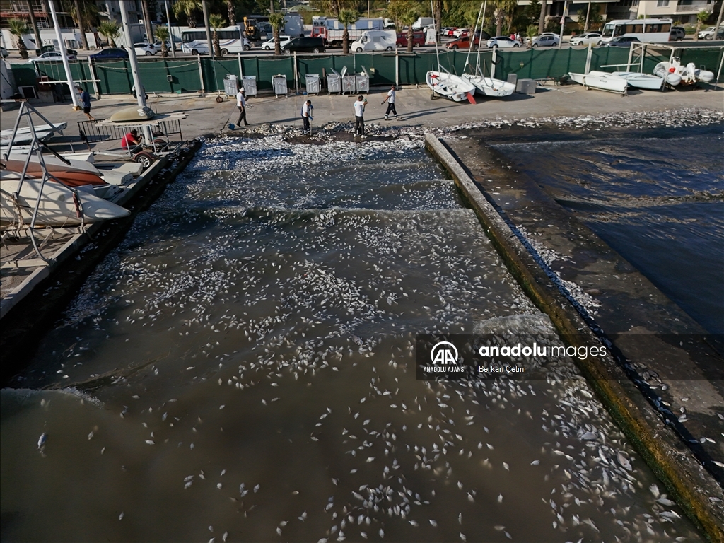 İzmir Körfezi'nde balık ölümleri devam ediyor