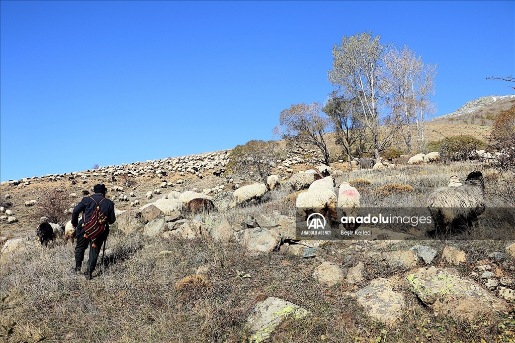 من الجبال إلى السواحل.. قوافل الرعاة الأتراك تشد الرحال نحو الدفء