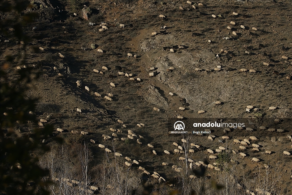 من الجبال إلى السواحل.. قوافل الرعاة الأتراك تشد الرحال نحو الدفء