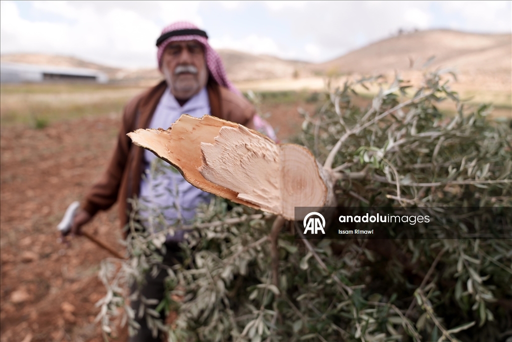 Israelis uproot olive trees in West Bank