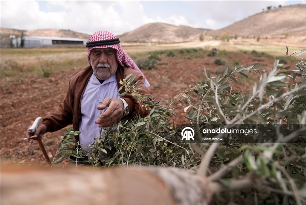 Israelis uproot olive trees in West Bank