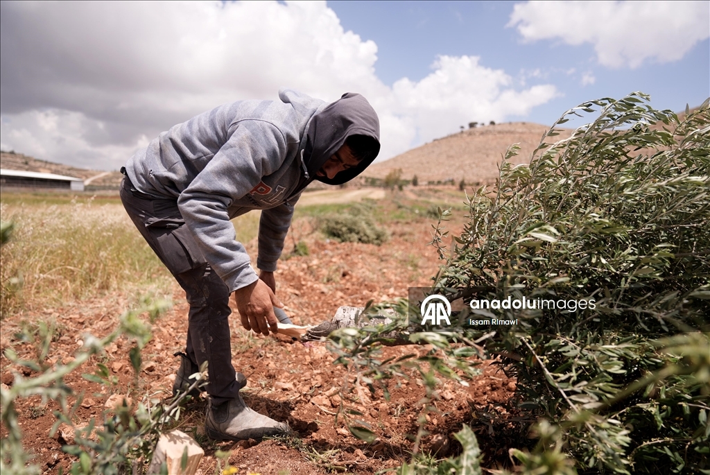 Israelis uproot olive trees in West Bank