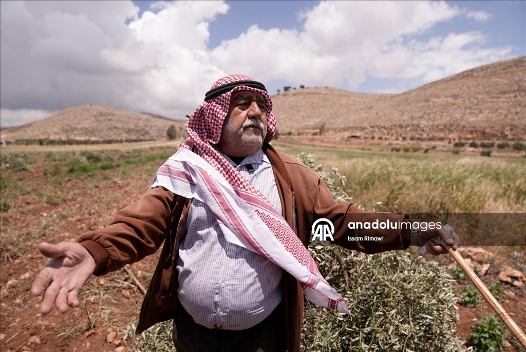 Israelis uproot olive trees in West Bank