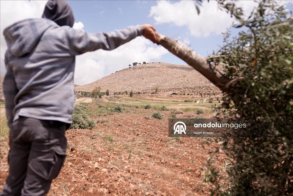 Israelis uproot olive trees in West Bank