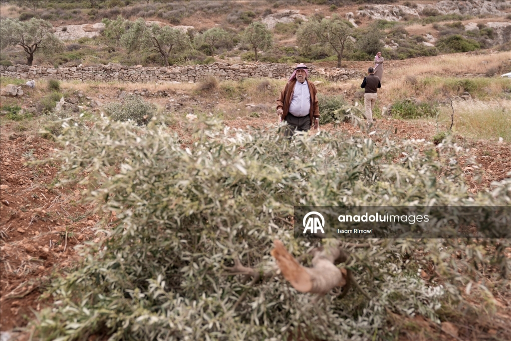 Israelis uproot olive trees in West Bank
