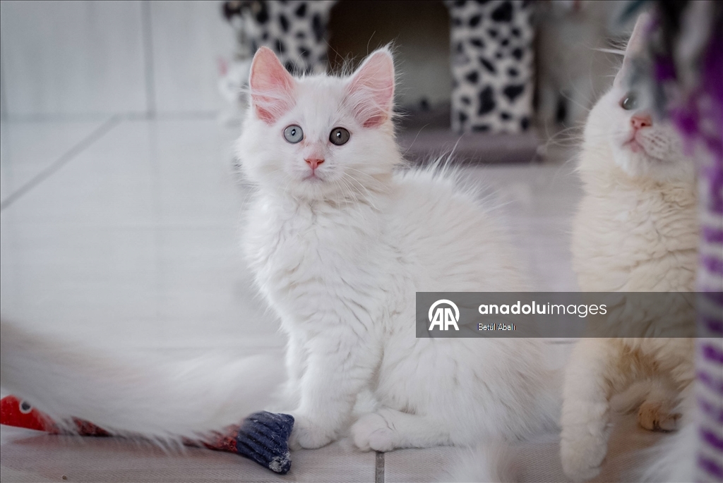 Uluslararası Kedi Günü