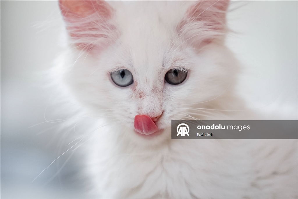 Uluslararası Kedi Günü