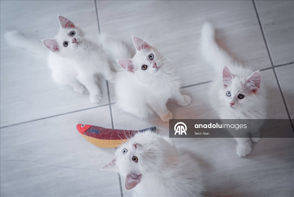 Uluslararası Kedi Günü