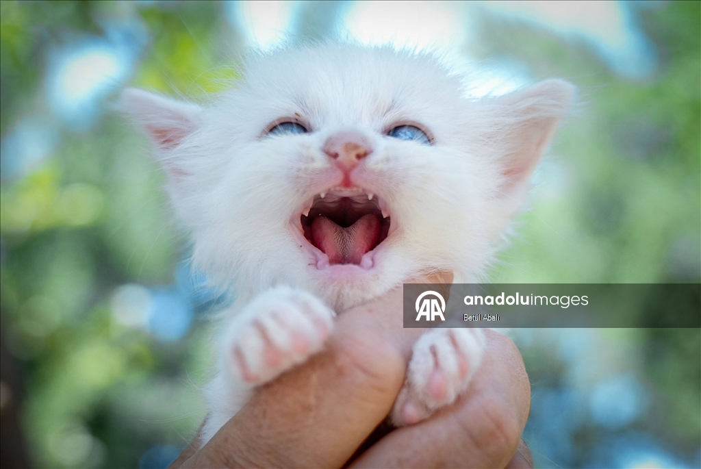 Uluslararası Kedi Günü