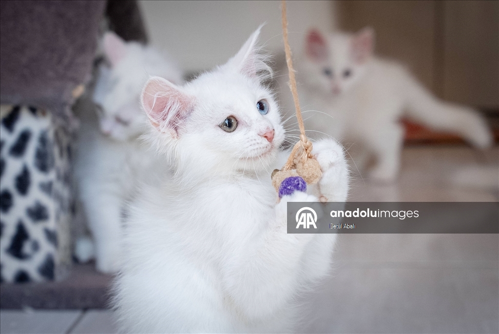 Uluslararası Kedi Günü