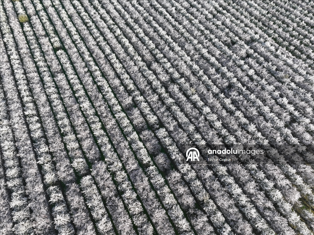 California'da badem ağaçları çiçek açtı