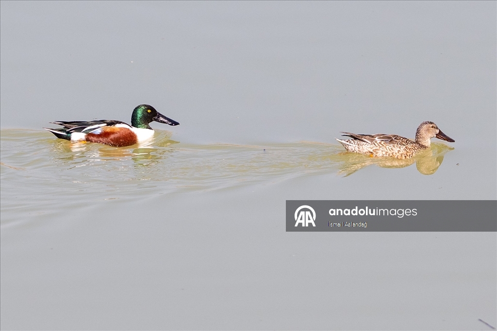 Ankara'da yaban hayatı