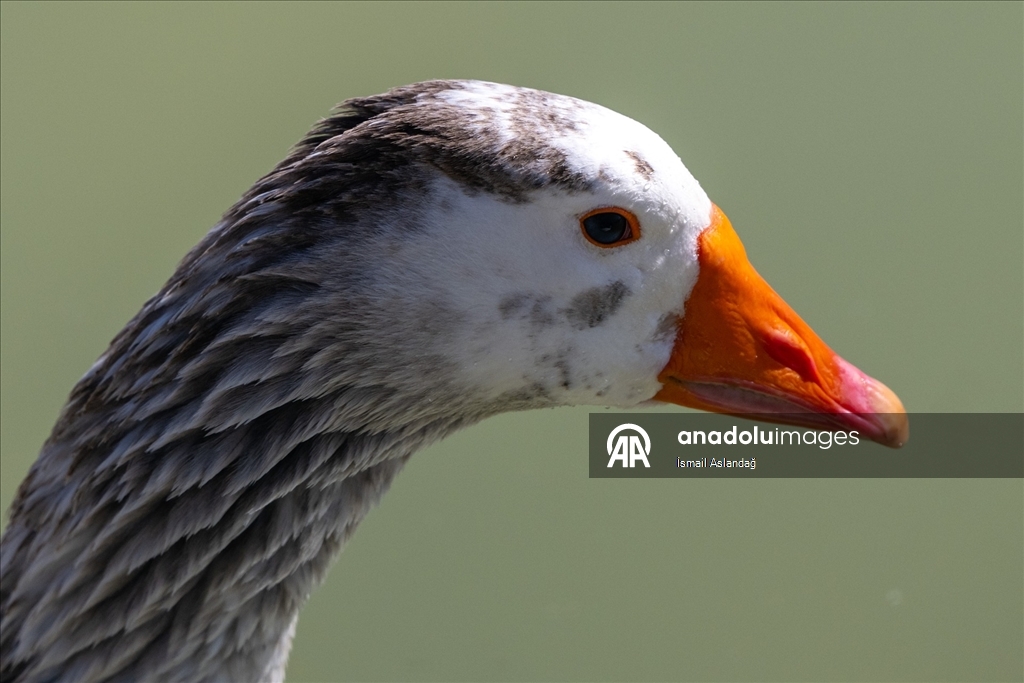 Ankara'da yaban hayatı
