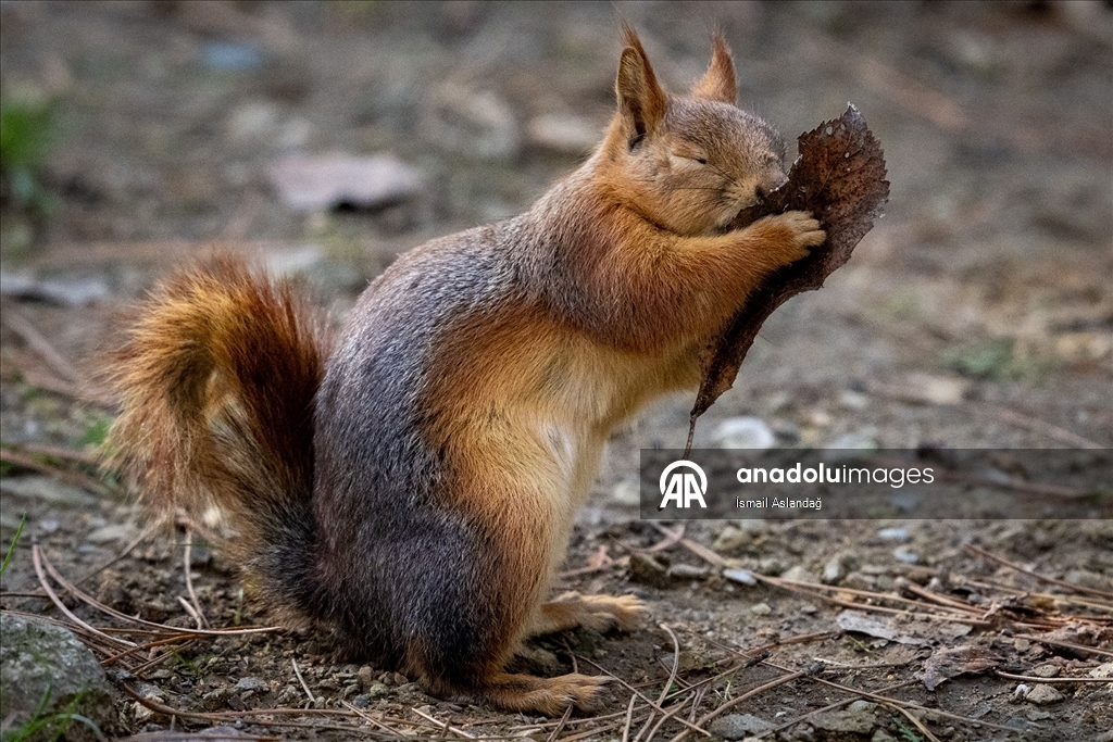 Ankara'da yaban hayatı