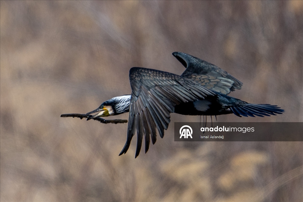 Ankara'da yaban hayatı