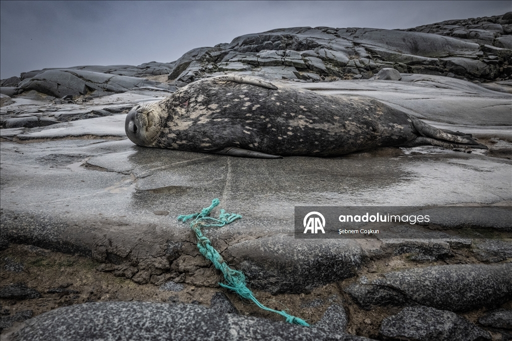 Природа Антарктиды под давлением пластиковых отходов