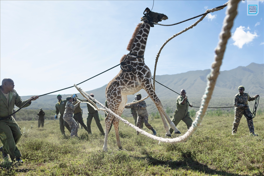 Winners of Istanbul Photo Awards 2026 announced - Single Nature and Environment