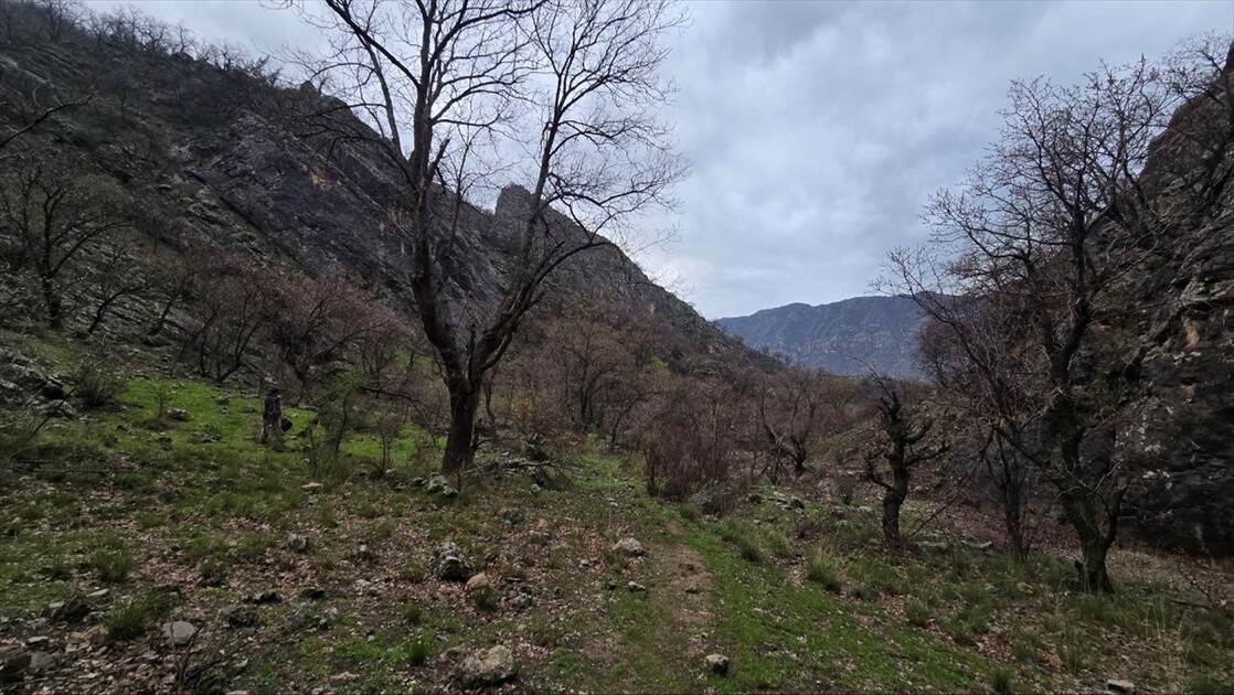 سرووشتی پەرەخ لە بەهاردا تابلۆیەکی زیندووە لە چیاکانی زاخۆ دا