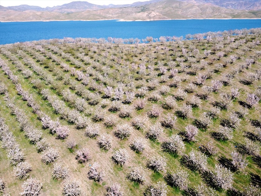 Badem ağaçlarındaki çiçek yoğunluğu yüksek rekolte beklentisini artırdı