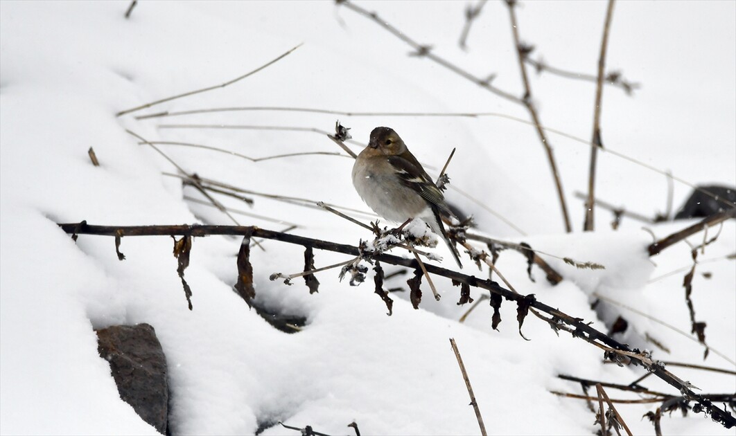 Kars'ta kar yağışı etkili oldu