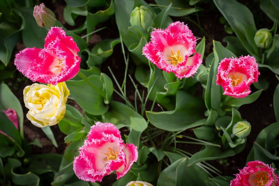 Hollanda'da dünyanın en büyük lale bahçelerinden Keukenhof, 77'nci kez ziyarete açıldı