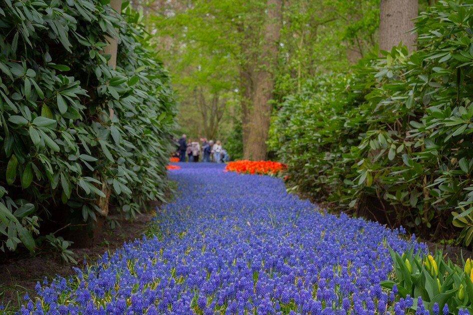 Hollanda'da dünyanın en büyük lale bahçelerinden Keukenhof, 77'nci kez ziyarete açıldı