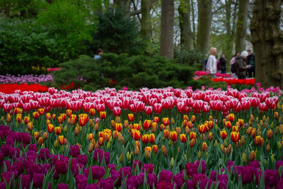Hollanda'da dünyanın en büyük lale bahçelerinden Keukenhof, 77'nci kez ziyarete açıldı